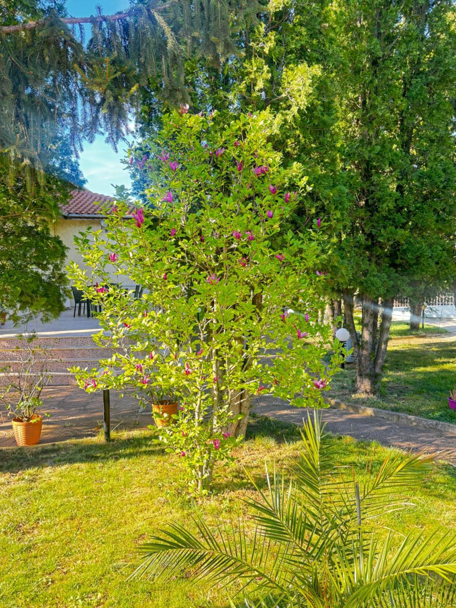 Motel International Berkovitsa Eksteriør billede